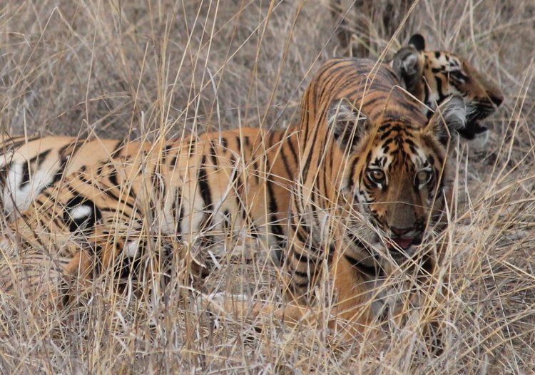Tipeshwar wildlife sanctuary – An Emerging Tiger Haven