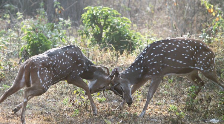 Bridging the Wilderness:  Nagarahole National Park  and Bandipur Tiger Reserve